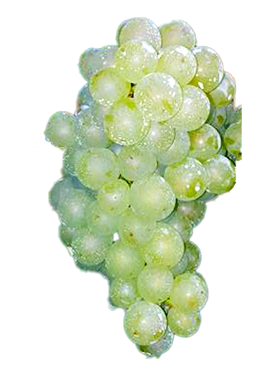 ワイン用ブドウ シャルドネ