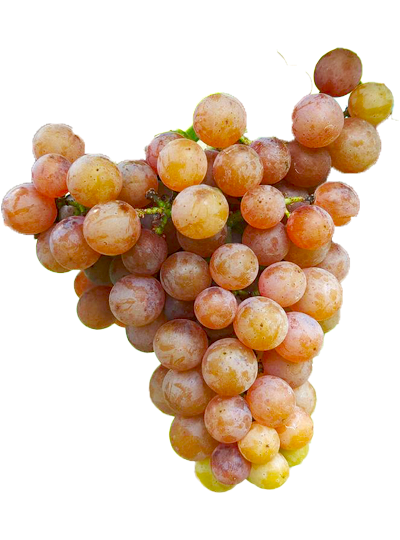 ワイン用ブドウ ゲヴェルツトラミネール