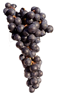 ワイン用ブドウ メルロー