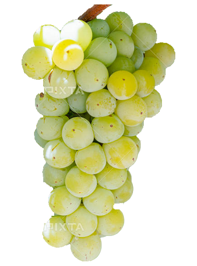 ワイン用ブドウ ナイアガラ