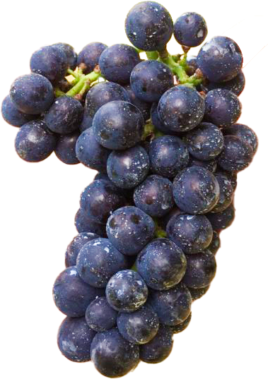 ワイン用ブドウ ピノ・ノワール