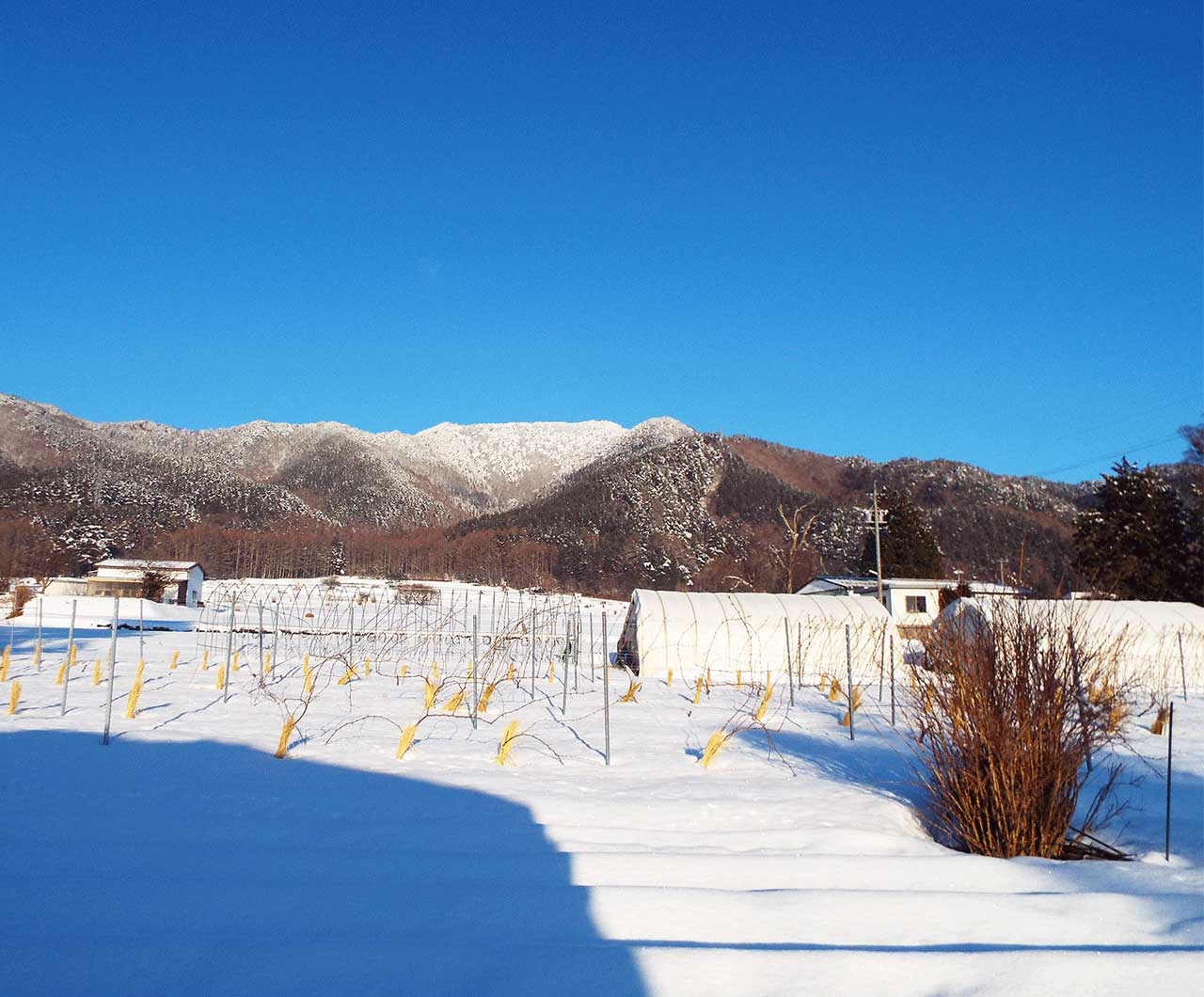 晴れた日の雪が積もったブドウ畑