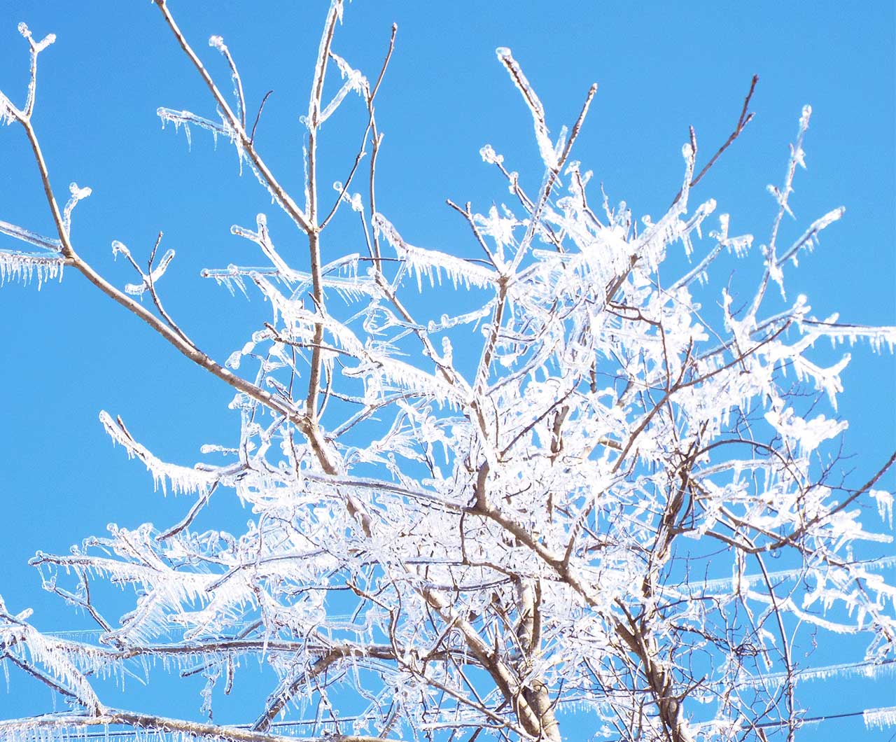 樹氷がついた木