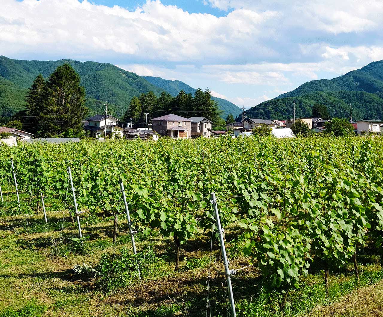 青葉が茂るブドウ畑。その奥に空と山が見える風景