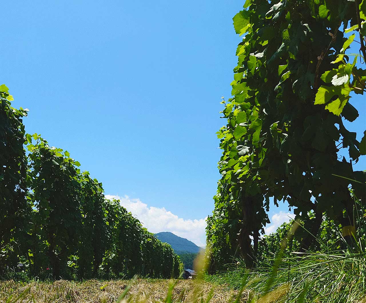 青葉が茂る垣根式に続くブドウの木を下から上に見通した風景奥に青空が見える