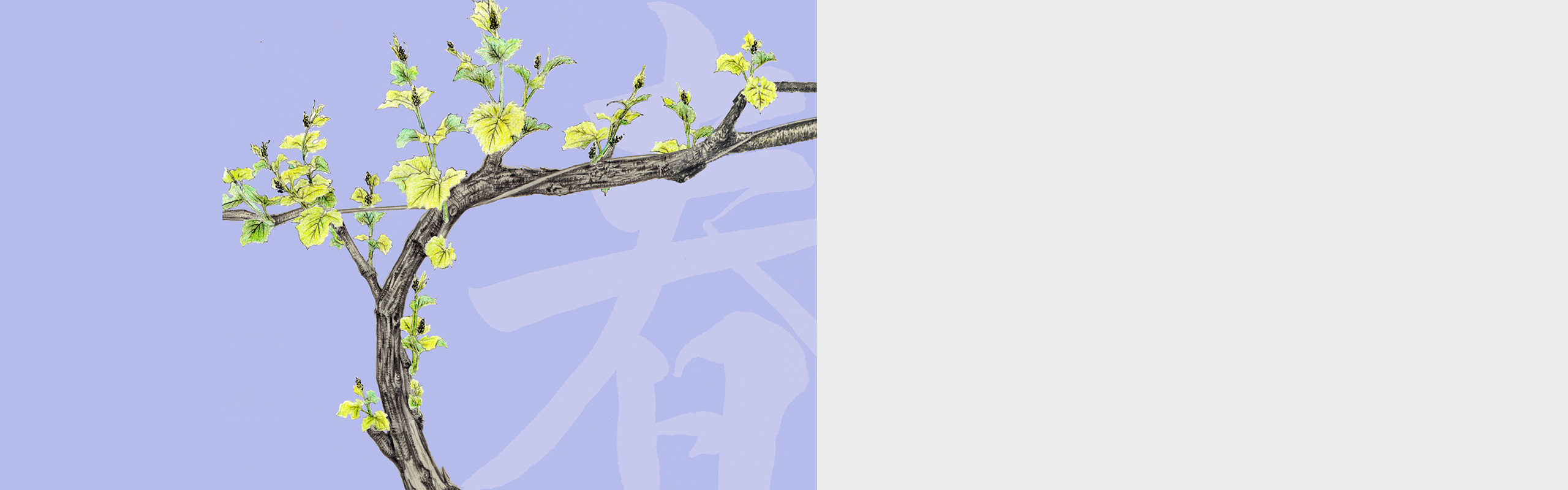 水色の背景に描かれた若葉のブドウの木と、「ヴィンヤード」のタイトル文字